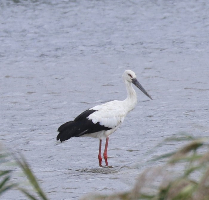 거제 산촌마을습지에서 황새가 관찰됐다. (사진 통영거제환경운동연합)/뉴스펭귄