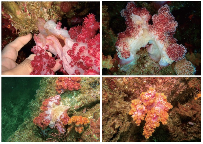 기부가 갈라지기 시작하는 큰수지맨드라미(위), 밤수지맨드라미(아래). (사진 파란 제공)/뉴스펭귄