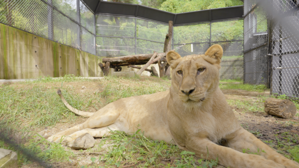 바람이 딸 '구름이' (사진 청주시청)/뉴스펭귄