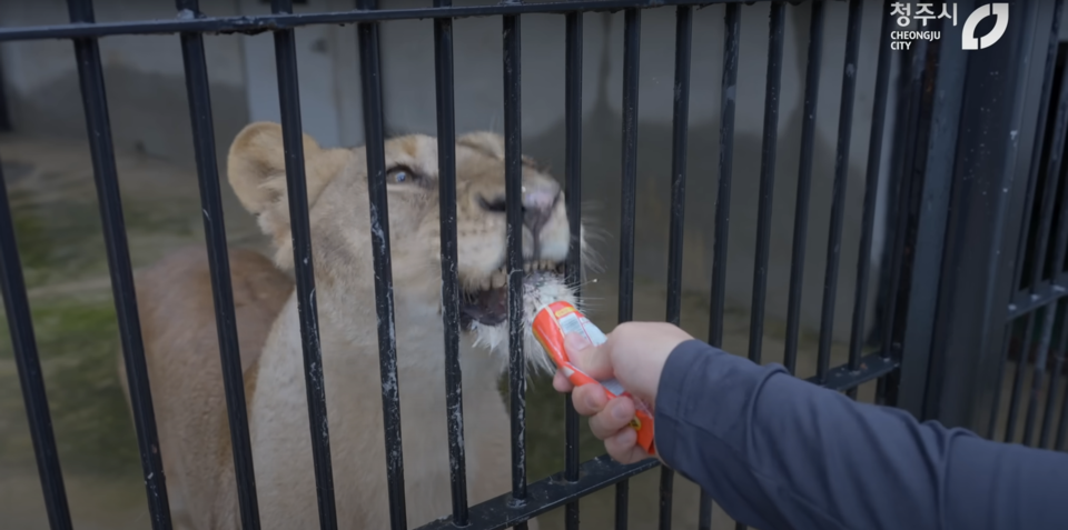 츄르 먹는 구름이. 동물복지사가 구충제를 넣은 고기에 츄르(고양잇과 동물 간식)를 바르자 구름이는 약이 들어있다는 사실에 깜빡 속은 듯 맛있게 먹었다. (사진 청주시 유튜브 캡처)/뉴스펭귄