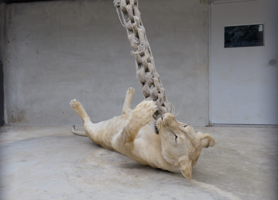 구름이는 활달하고 사람을 좋아한다. 청주동물원 김정호 수의사에 따르면 사람을 좋아하는 성격은 야생성이 많이 사라졌다는 의미이기도 하다. (사진 청주시청 공식 블로그)/뉴스펭귄