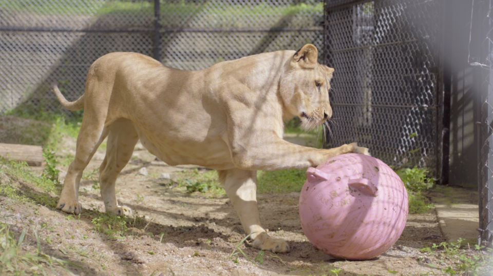 분홍색 공을 가지고 노는 구름이. 냄새를 맡고, 흙을 묻히고, 발로 공을 굴리기도 했다. (사진 청주시청 공식 블로그)/뉴스펭귄