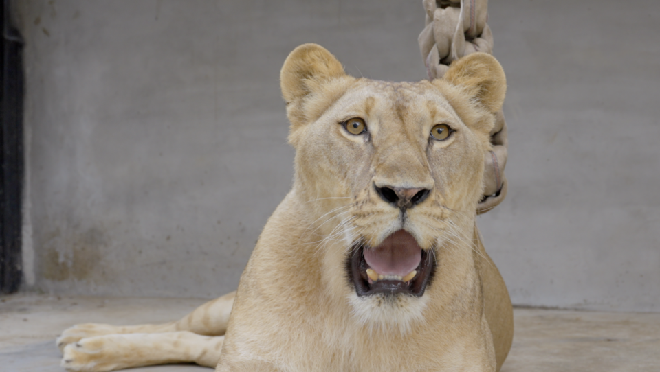구름이는 현재 격리방사장 내 설치된 CCTV 화면으로 만날 수 있다. (사진 청주시청 공식 블로그)/뉴스펭귄