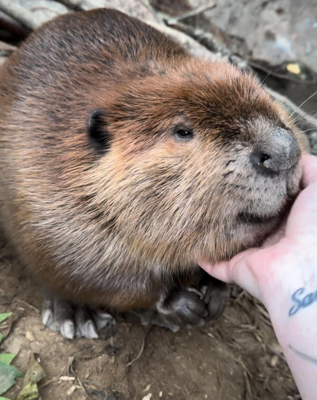 니비가 마음을 열 수 있는 존재는 자신을 돌봐주는 사람뿐이었다. (사진 NWR 공식 인스타그램)/뉴스펭귄