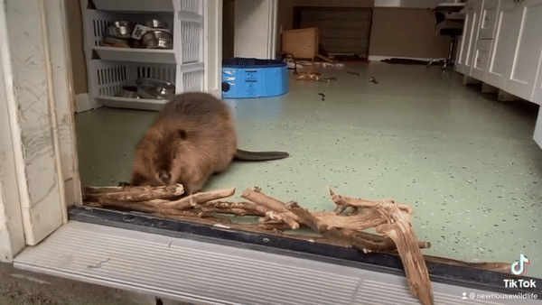 나뭇가지로 댐 만들고 기분이 좋아진 니비 (사진 NWR 공식 인스타그램 캡처)/뉴스펭귄