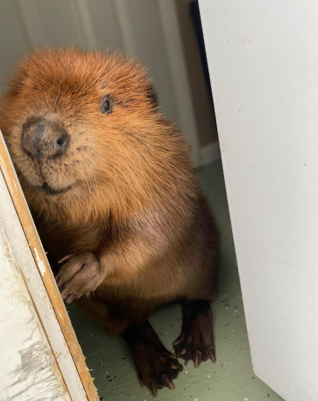 니비는 행복할 수 있을까? (사진 NWR 공식 인스타그램)/뉴스펭귄