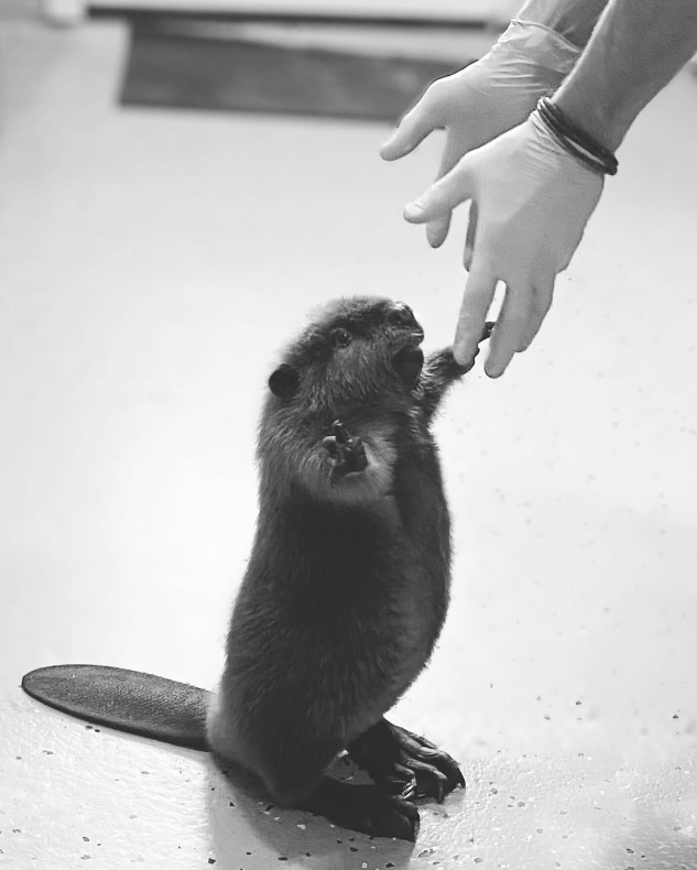 법정 드라마 주인공이 돼버린 비버 '니비' (사진 NWR 공식 인스타그램)/뉴스펭귄