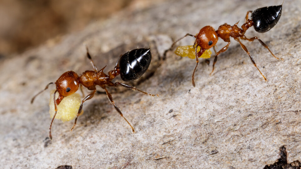 기후변화로 인해 열대 지역 개미와 식물 간의 공생 관계가 무너질 수 있다는 연구 결과가 나왔다. 사진은 연구 내용에 등장한 개미 종 중 하나인 'Crematogaster'. (사진 Meghan Cassidy - flickr)/뉴스펭귄