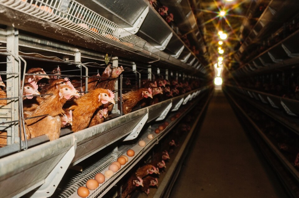 공장식 축사는 동물학대와 동물권 침해의 현장으로 지목된다. (사진 클립아트코리아)/뉴스펭귄