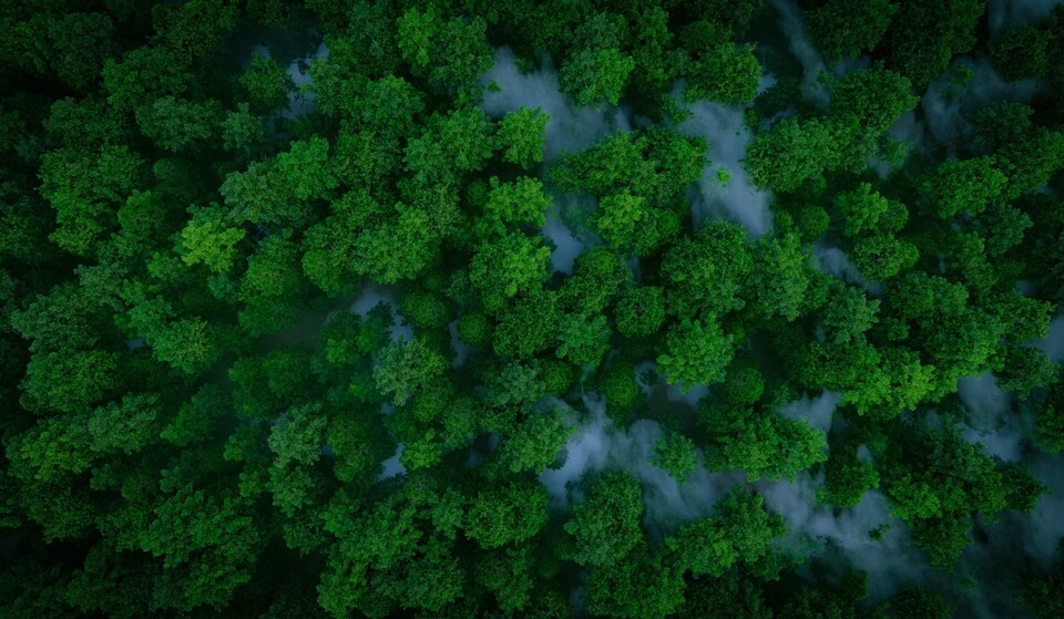 역대 가장 더운 해로 기록된 지난해 육지가 흡수하는 탄소의 양이 일시적으로 감소한 것으로 나타났다. (사진 클립아트코리아)/뉴스펭귄