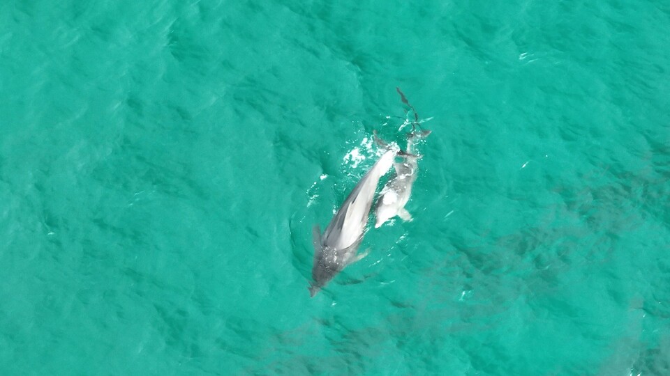 낚싯줄에 몸이 감겨 구조됐던 남방큰돌고래 종달이와 종달이 어미가 제주 서귀포시 대정읍 앞바다에서 유영 중이다. (사진 핫핑크돌핀스)/뉴스펭귄