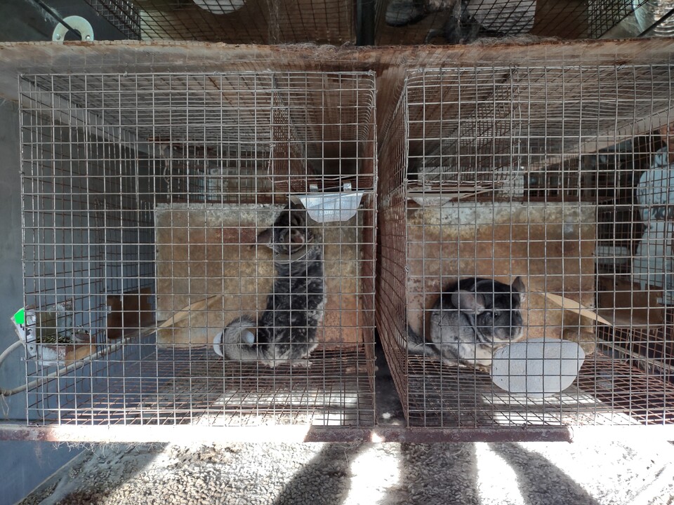 루마니아 모피 농장의 친칠라. (사진 유럽 HSI)/뉴스펭귄