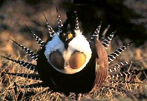 수컷 거니슨산쑥들꿩(Gunnison Sage-Grouse). (사진 Wikimedia Commons)/뉴스펭귄