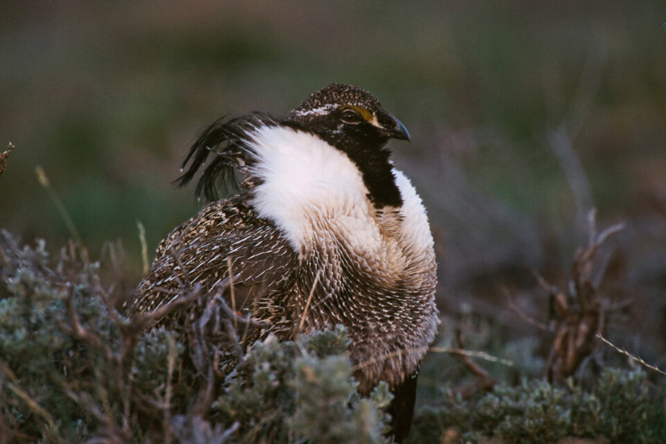 거니슨산쑥들꿩은 세계자연보전연맹(IUCN) 적색목록 위기(EN)로 심각한 멸종위기종이다. (사진 Scott Buckel)/뉴스펭귄