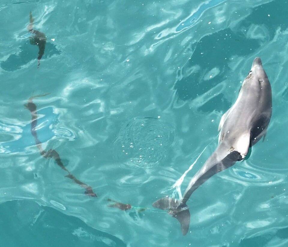 새끼 남방큰돌고래 종달이. 구조 전 낚싯줄과 낚싯바늘이 입부터 몸통을 지나 꼬리까지 에워쌌다. (사진 핫핑크돌핀스)/뉴스펭귄