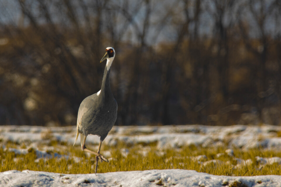 '11월 이달의 해양생물'로 멸종위기종 흑두루미가 선정됐다.  (사진 클립아트코리아)/뉴스펭귄