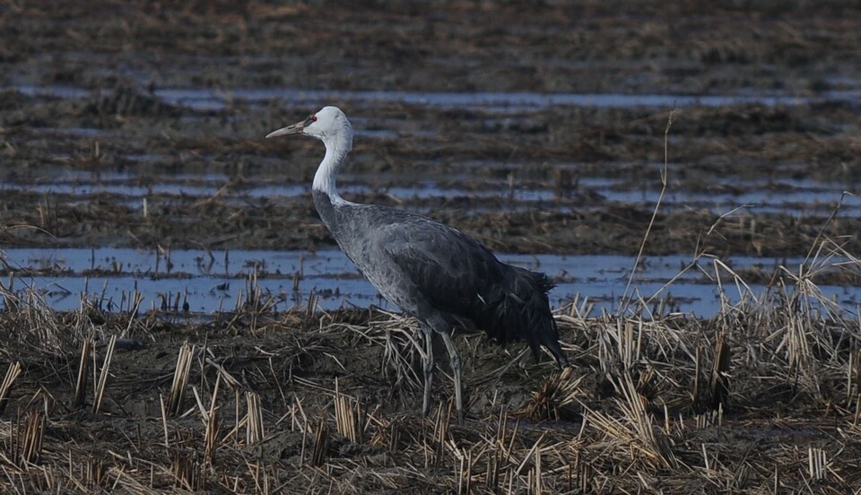 검은 망토를 두른 나그네새, 흑두루미. (사진 국립생태원 윤종민)/뉴스펭귄