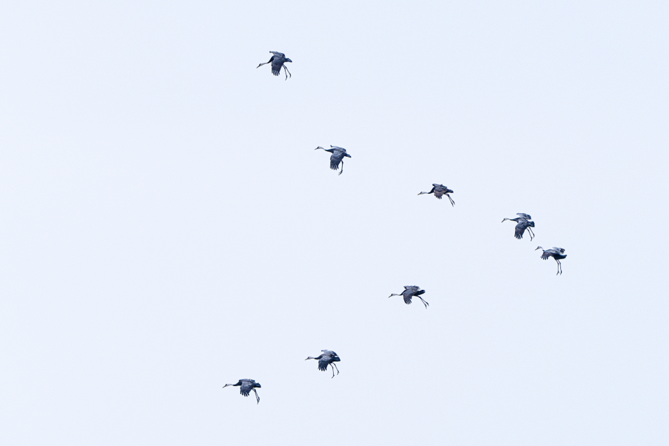 다 같이 날 때는 V자 모양을 이룬다. (사진 클립아트코리아)/뉴스펭귄