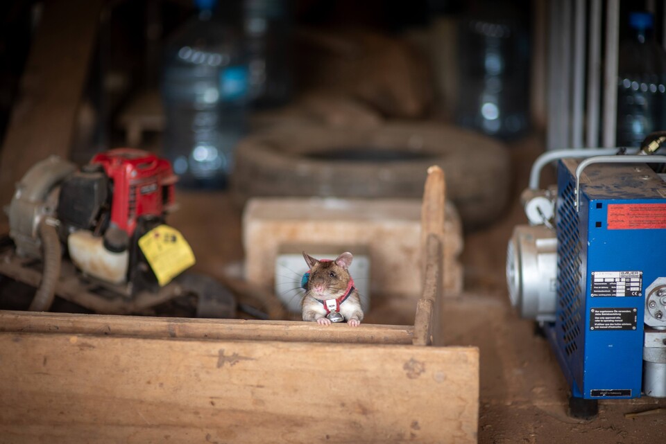 과학자들은 훈련받은 주머니쥐들이 탄자니아 다르에스살람 항구에서 이뤄진 두 차례 실험에서 우수한 성적을 거뒀다면서 창고와 터미널까지 활동 범위를 확대할 준비를 하고 있다고 밝혔다. (사진 APOPO)/뉴스펭귄