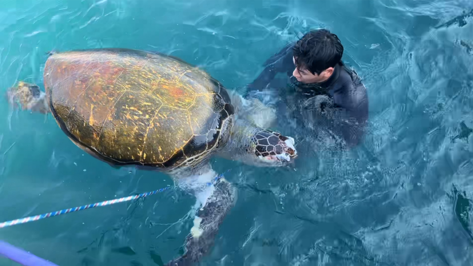 지난 3일 서귀포 법환동 해안서 발견된 붉은바다거북 사체 (사진 서귀포해양경찰서 제공)/뉴스펭귄