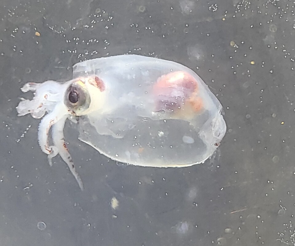 아라온호가 북위 77도에서 채집한 오징어 유생. (사진 극지연구소)/뉴스펭귄