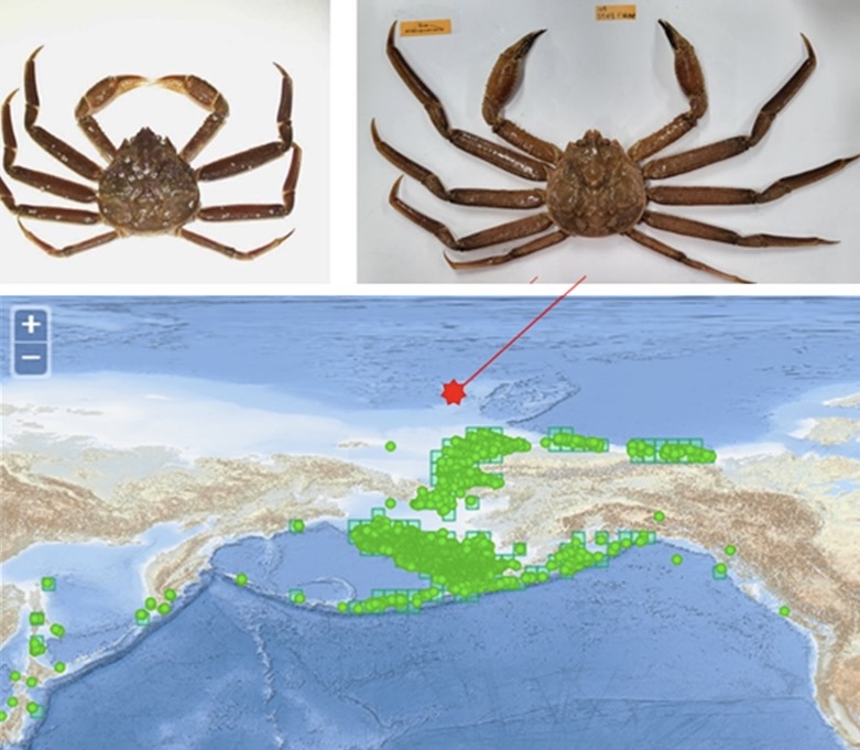 지난해 8월 아라온 항해 중 발견한 대게. (사진 극지연구소)/뉴스펭귄