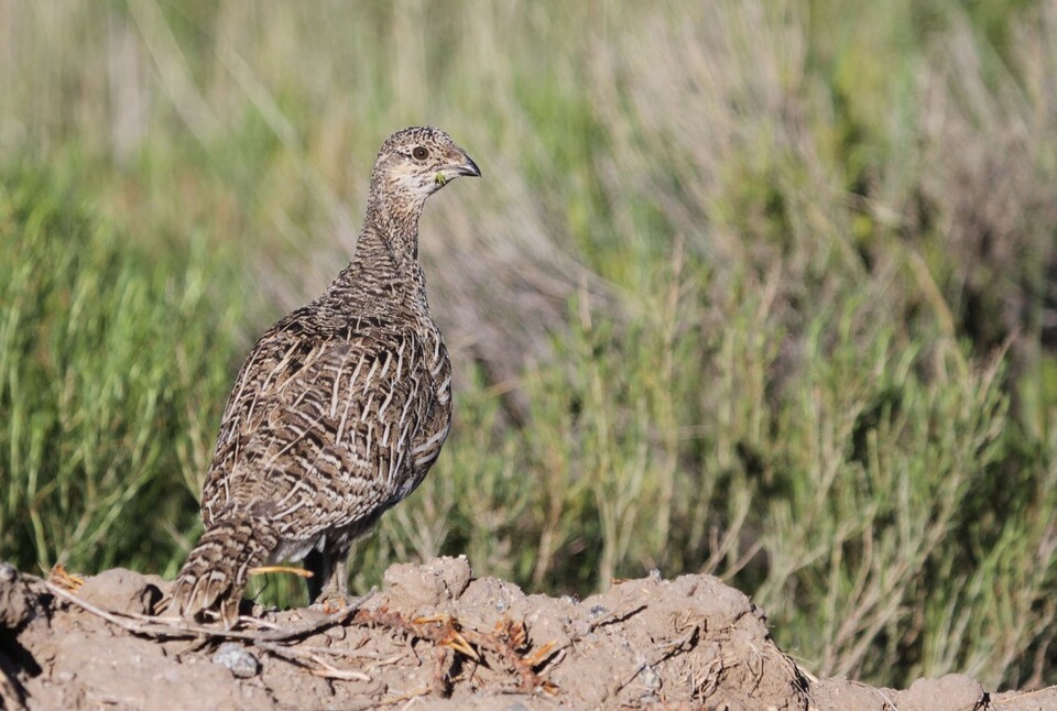 암컷 거니슨산쑥들꿩. (사진 Macaulay Library)/뉴스펭귄