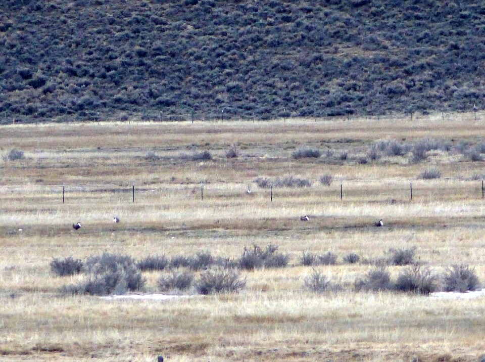 거니슨산쑥들꿩이 세이지브러시 평원에 있다. (사진 Macaulay Library)/뉴스펭귄