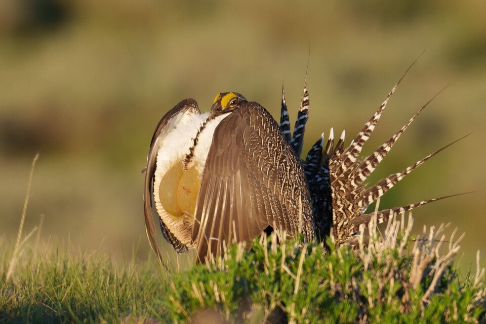 수컷 거니슨산쑥들꿩이 노란 주머니 기낭을 한껏 부풀렸다. (사진 Macaulay Library)/뉴스펭귄