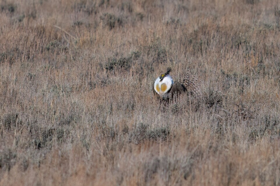수컷 거니슨산쑥들꿩. (사진 Macaulay Library)/뉴스펭귄