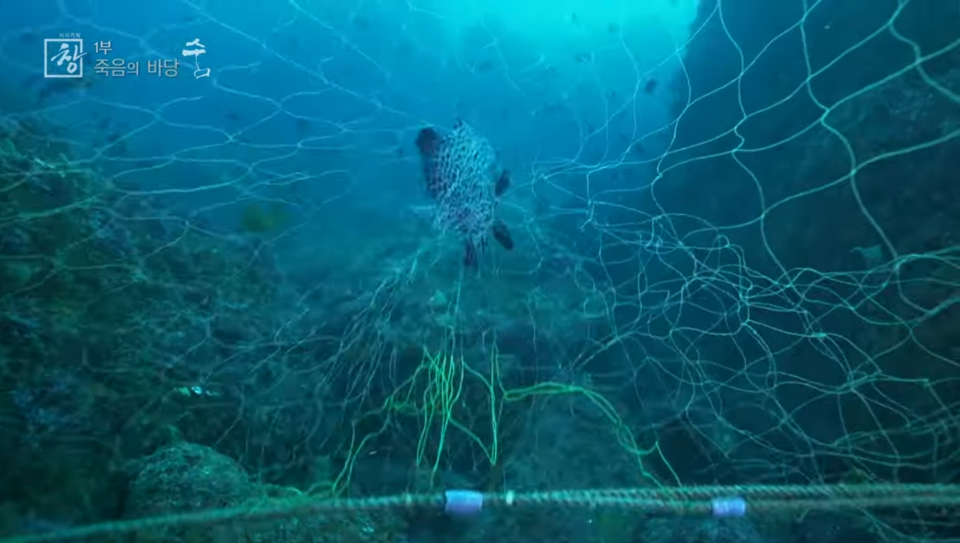 강담돔이 폐어구에 걸려 몸부림치고 있다. (사진 KBS 시사기획 창 '죽음의 바당' 캡처)/뉴스펭귄