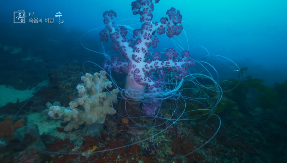폐어구에 칭칭 감긴 가시수지맨드라미. (사진 KBS 시사기획 창 '죽음의 바당' 캡처)/뉴스펭귄