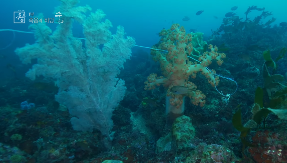 폐어구에 감긴 긴가지해송. 천연기념물로 보호받는 생물이다. (사진 KBS 시사기획 창 '죽음의 바당' 캡처)/뉴스펭귄