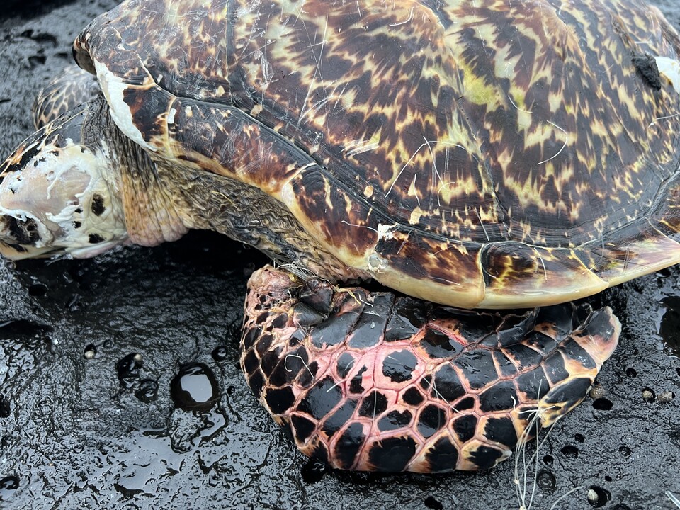 지난달 폐어구에 걸려 구조된 매부리바다거북. 치료 기관에 옮겨졌으나 결국 폐사했다. (사진 서귀포해양경찰서 제공)/뉴스펭귄