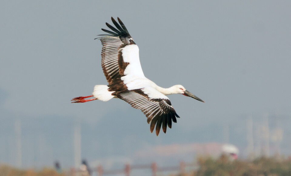 경남 창원 주남저수지를 찾아온 황새. (사진 한국조류보호협회 창원지회)/뉴스펭귄