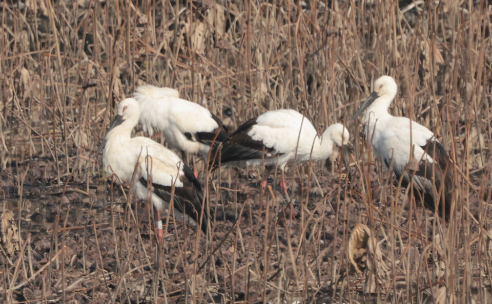 황새 여러 마리가 모여 있다. (사진 한국조류보호협회 창원지회)/뉴스펭귄