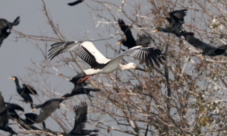 황새는 멸종위기 야생생물 1급이다. (사진 한국조류보호협회 창원지회)/뉴스펭귄