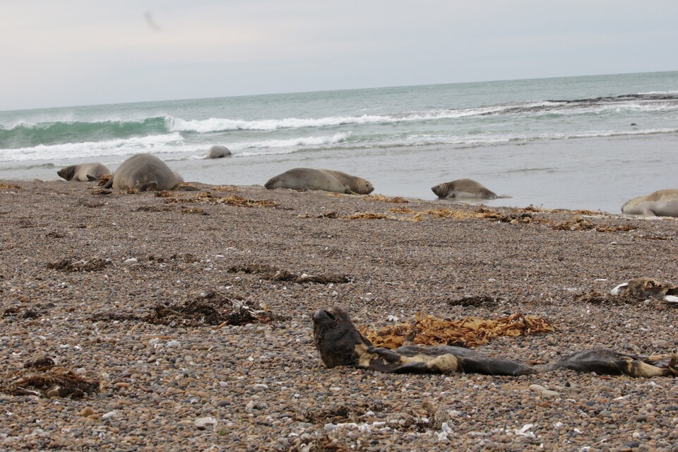 작년 무시무시한 바이러스가 코끼리바다표범 무리를 휩쓸었던 아르헨티나 바닷가에는 올해 평소의 3분의 1로 줄어든 코끼리바다표범만이 번식지를 찾았다. (사진 Ralph Vanstreels - UC Davis)/뉴스펭귄