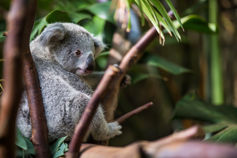 동물은 기후위기 시대 ‘기후불평등’의 당사자이기도 하다. 코알라는 기후 변화의 직접적인 영향을 받는 동물로 자주 거론되는 멸종위기종이다. (사진 클립아트코리아)/뉴스펭귄