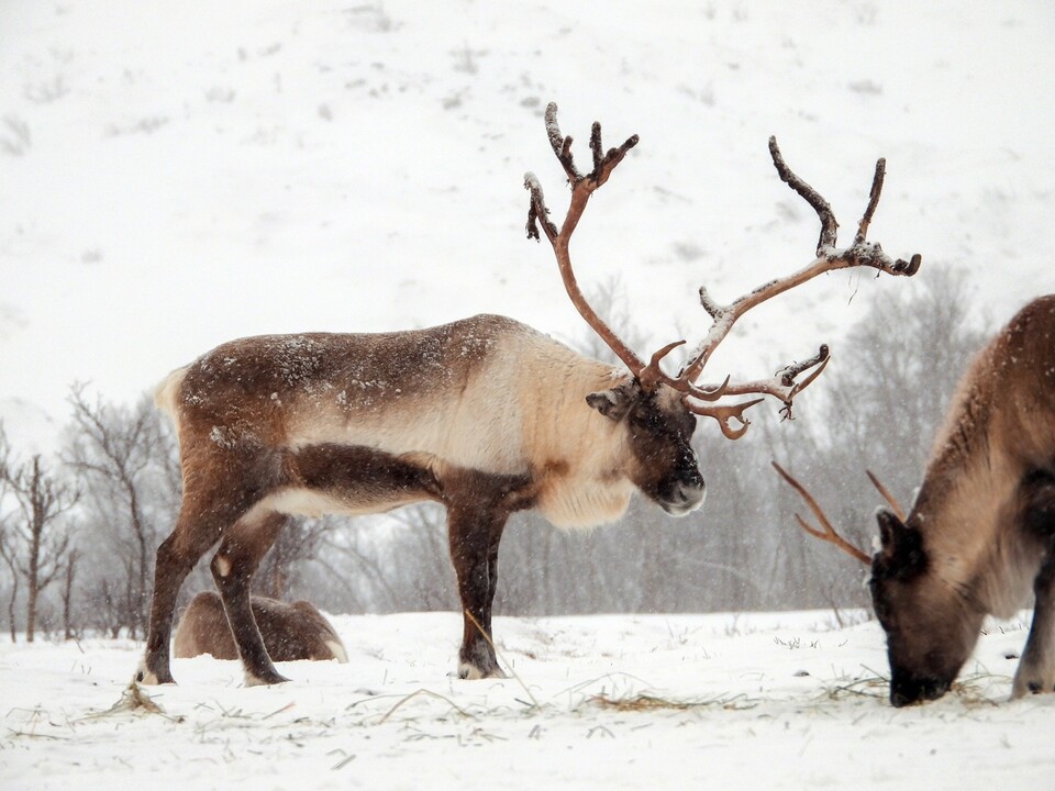 북극권에 사는 순록도 기후위기로 먹거리를 더 이상 구하지 못해 생존위기에 처해 있다. 사진 클립아트코리아)/뉴스펭귄