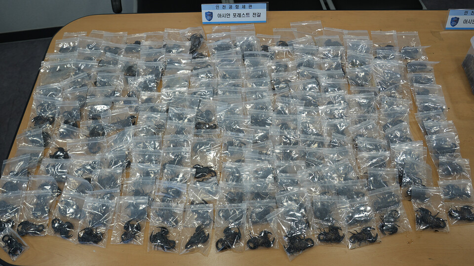 올해 5월 적발해 압수한 아시안포레스트전갈. (사진 인천공항세관)/뉴스펭귄
