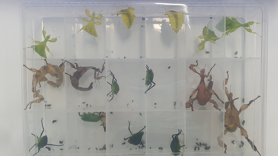 올해 6월 적발해 압수한 잎사마귀 등 희귀 생물. (사진 인천공항세관)/뉴스펭귄