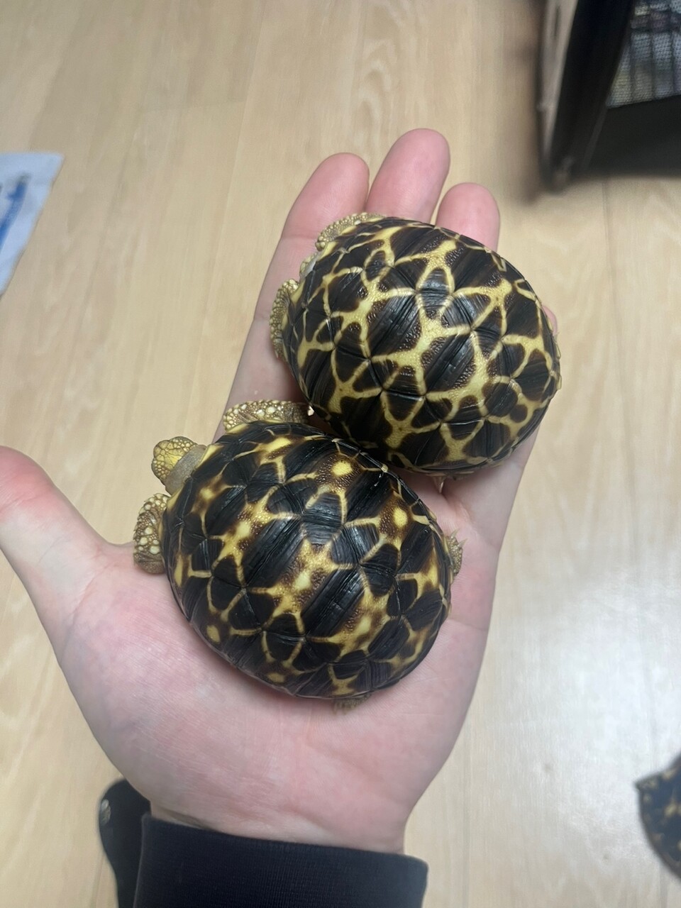 코모도왕도마뱀 적발 현장. (영 인천공항세관)/뉴스펭귄 지난 1월 압수한 CITES 1급 버마별거북. 밀수로 추정한다. (사진 인천공항세관)/뉴스펭귄