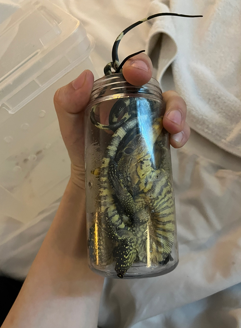 투명 통 안에 도마뱀을 넣어 은닉했다. (사진 인천공항세관)/뉴스펭귄