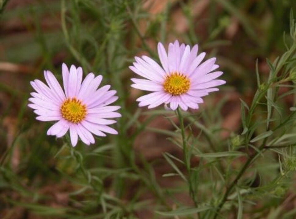 환경부 지정 멸종위기 야생생물 2급 ‘단양쑥부쟁이’. (사진 국립생물자원관)/뉴스펭귄