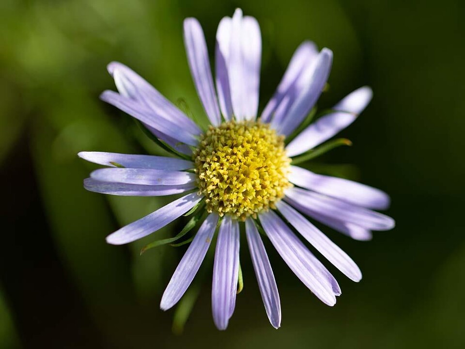 이파리가 솔잎처럼 가늘어 ‘솔잎국화’로도 불리는 ‘단양쑥부쟁이’. (사진 서울식물원)/뉴스펭귄