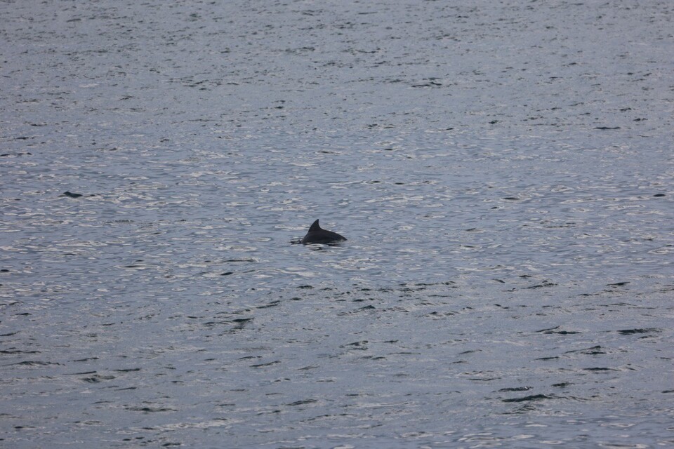 지난 14일, 남방큰돌고래 종달이가 관광선박을 피해 이리저리 이동하고 있다. (사진 핫핑크돌핀스)뉴스펭귄