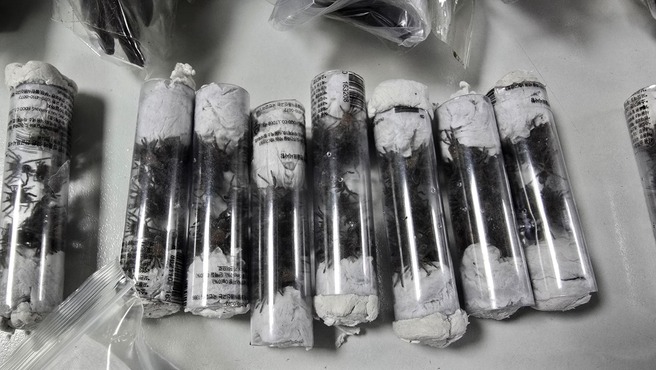 A씨는 비닐봉지와 플라스틱 통에 야생동물을 담아 벨트형 가방으로 위장한 채 프랑스를 경유해 한국으로 가던 중 공항 보안검색대에서 적발됐다. (사진 SERFOR)/뉴스펭귄