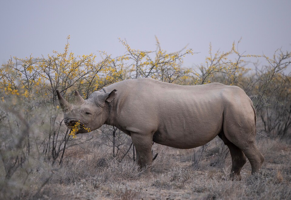 육상동물 가운데 코끼리 다음으로 몸집이 큰 코뿔소는 큰 덩치와는 달리 나뭇가지와 이파리를 뜯어 먹으며 사는 초식동물이다. (사진 클립아트코리아)/뉴스펭귄