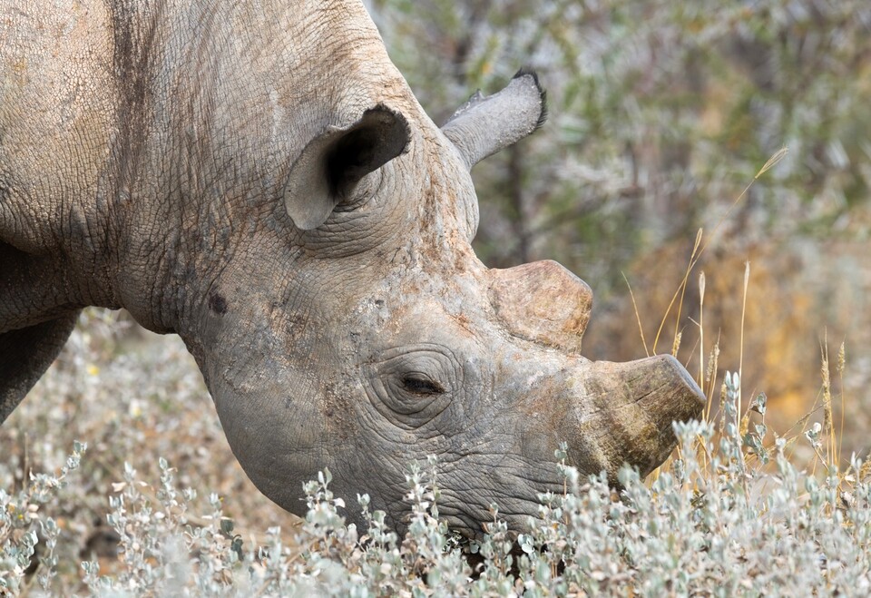 야생에 천적이 없는 코뿔소가 멸종위기에 처한 것은 이들의 뿔을 노린 인간들의 밀렵 때문이다. (사진 클립아트코리아)/뉴스펭귄